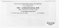 Aecidium grindeliae image